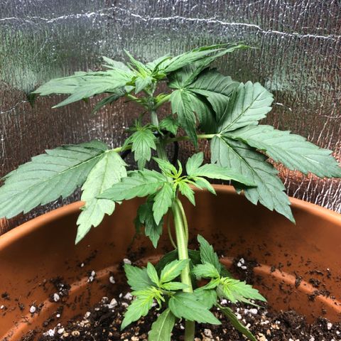 Royal Haze Automatic growlog photo: 2 days after lst 