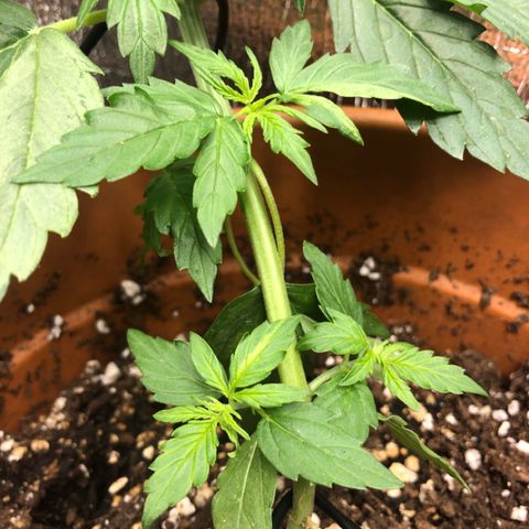 Royal Haze Automatic growlog photo: 2 days after lst 