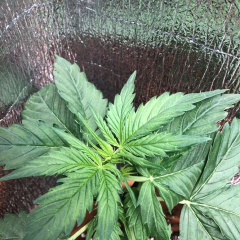 Royal Haze Automatic growlog photo: 2 days after lst 