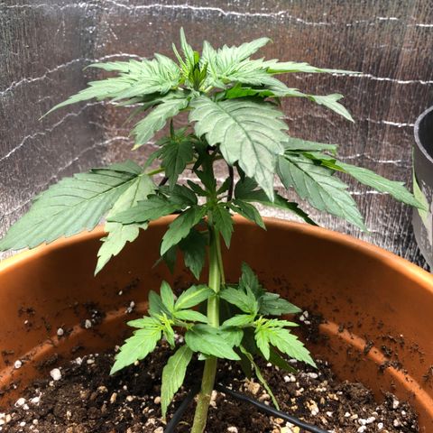 Royal Haze Automatic growlog timeline photo