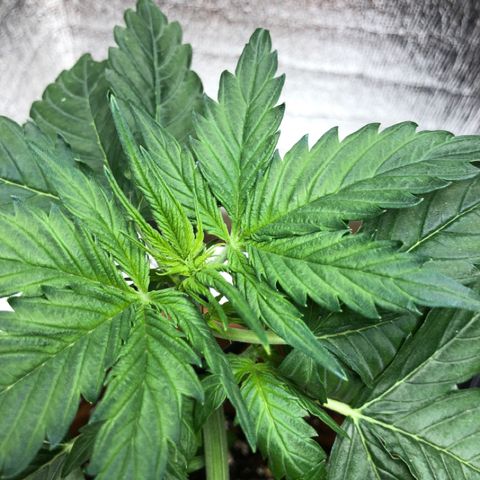 Royal Haze Automatic growlog timeline photo