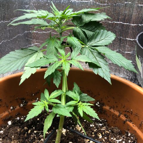 Royal Haze Automatic growlog timeline photo