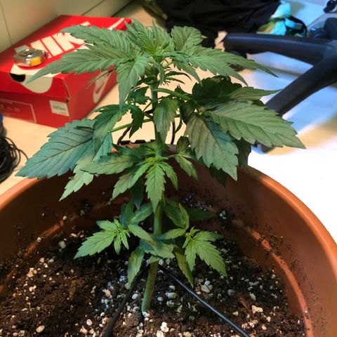 Royal Haze Automatic growlog timeline photo