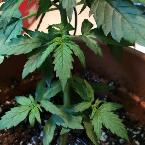 Royal Haze Automatic growlog timeline photo