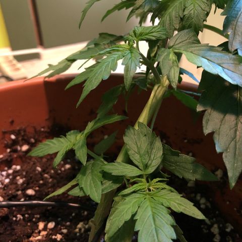 Royal Haze Automatic growlog timeline photo