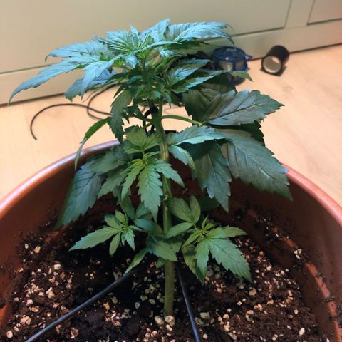 Royal Haze Automatic growlog timeline photo