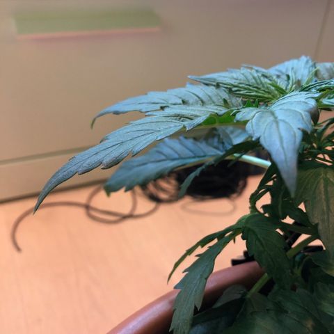 Royal Haze Automatic growlog timeline photo