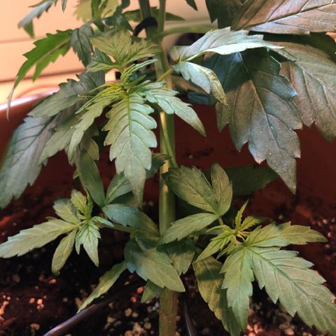 Royal Haze Automatic growlog timeline photo