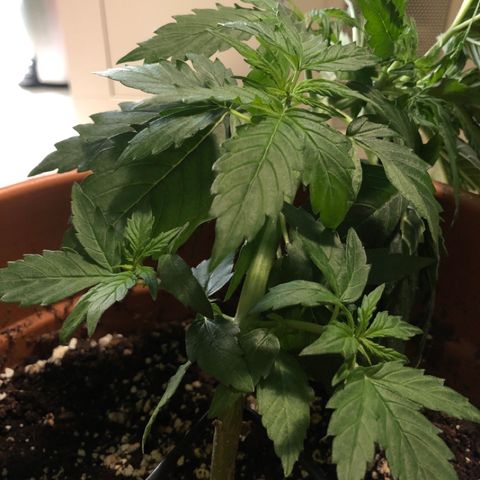 Royal Haze Automatic growlog timeline photo