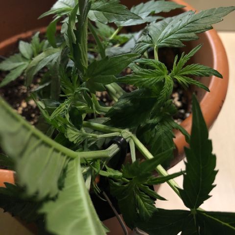 Royal Haze Automatic growlog timeline photo