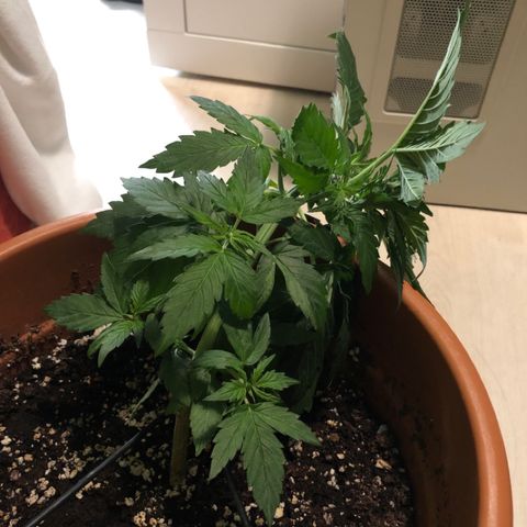 Royal Haze Automatic growlog timeline photo