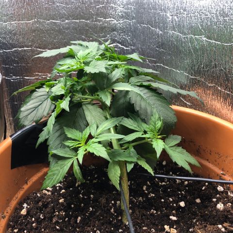 Royal Haze Automatic growlog timeline photo