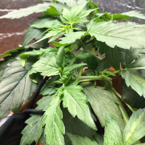 Royal Haze Automatic growlog timeline photo
