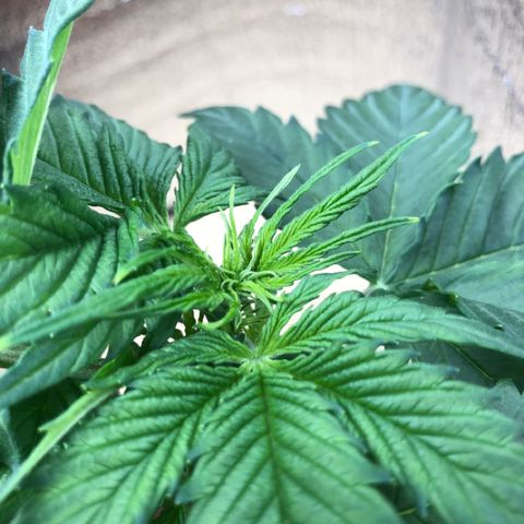 Royal Haze Automatic growlog timeline photo