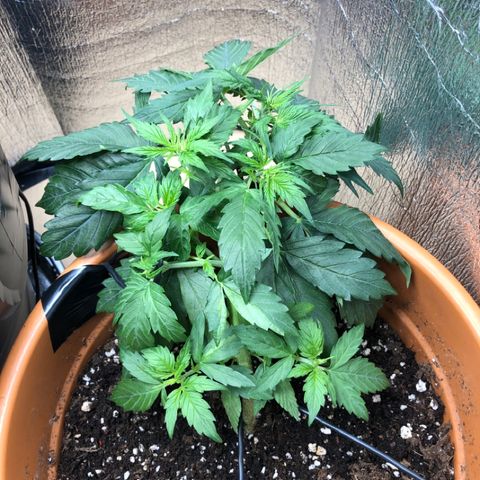 Royal Haze Automatic growlog timeline photo