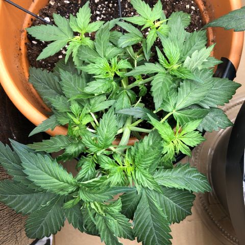 Royal Haze Automatic growlog timeline photo