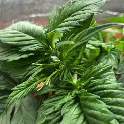 Royal Haze Automatic growlog timeline photo