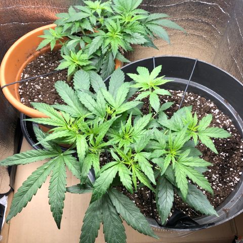 Royal Haze Automatic growlog timeline photo
