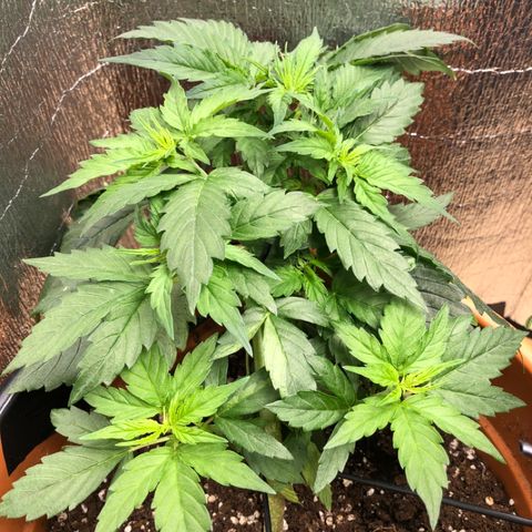 Royal Haze Automatic growlog timeline photo