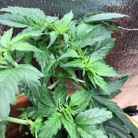 Royal Haze Automatic growlog timeline photo
