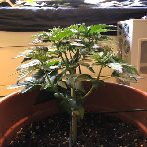 Royal Haze Automatic growlog timeline photo
