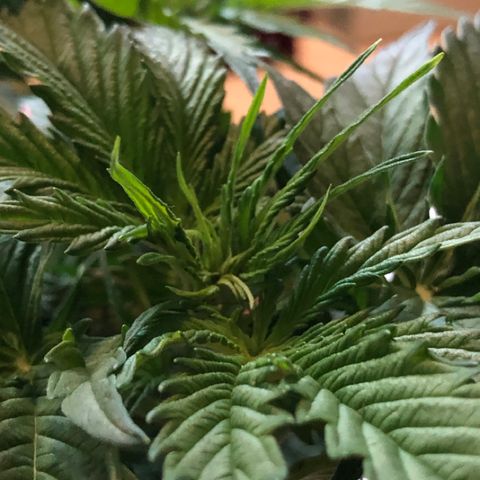 Royal Haze Automatic growlog timeline photo