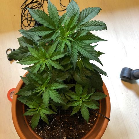 Royal Haze Automatic growlog timeline photo