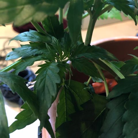 Royal Haze Automatic growlog timeline photo
