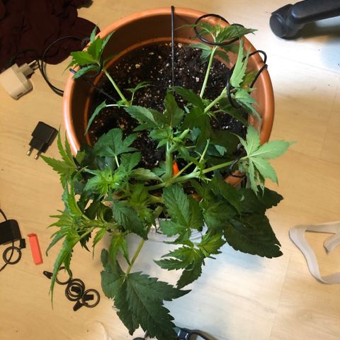 Royal Haze Automatic growlog photo: Spent 1 night outside...