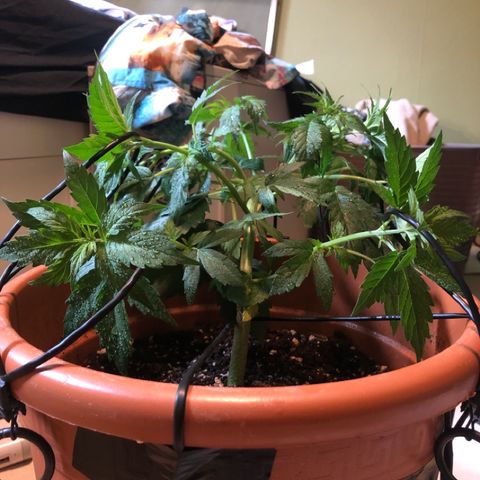 Royal Haze Automatic growlog photo: Spent 1 night outside...