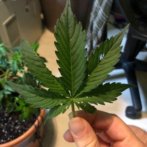 Royal Haze Automatic growlog timeline photo