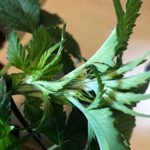 Royal Haze Automatic growlog photo: Spent 1 night outside...