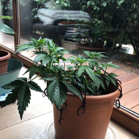 Royal Haze Automatic growlog timeline photo