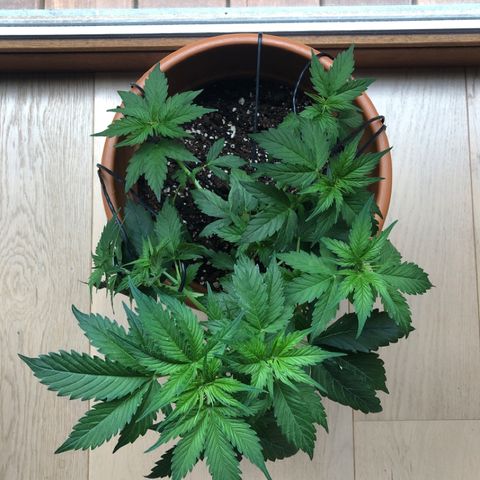 Royal Haze Automatic growlog timeline photo