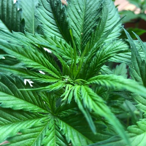 Royal Haze Automatic growlog timeline photo