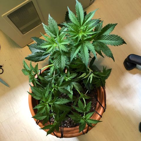 Royal Haze Automatic growlog timeline photo