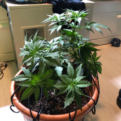 Royal Haze Automatic growlog timeline photo