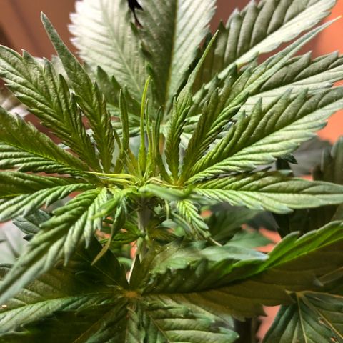 Royal Haze Automatic growlog timeline photo