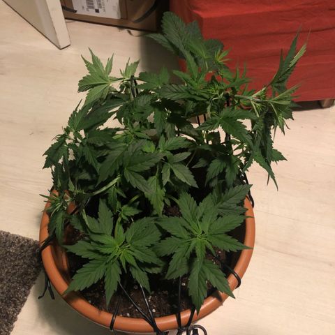 Royal Haze Automatic growlog photo: Had to move him outside 