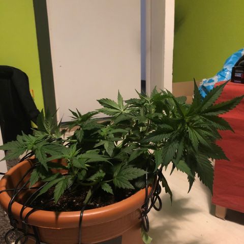 Royal Haze Automatic growlog photo: Had to move him outside 