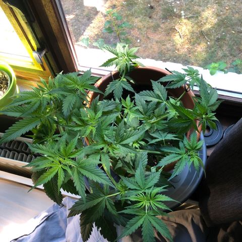 Royal Haze Automatic growlog timeline photo