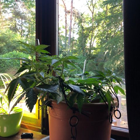 Royal Haze Automatic growlog timeline photo