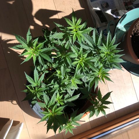 Royal Haze Automatic growlog timeline photo