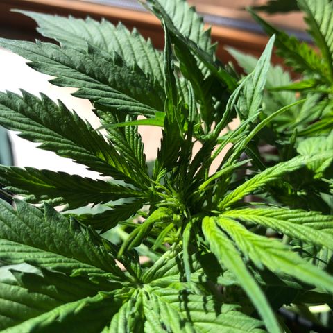Royal Haze Automatic growlog timeline photo