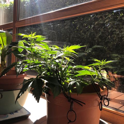 Royal Haze Automatic growlog timeline photo