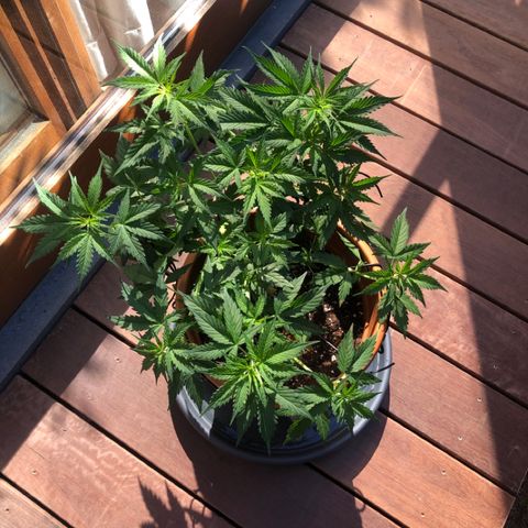 Royal Haze Automatic growlog timeline photo