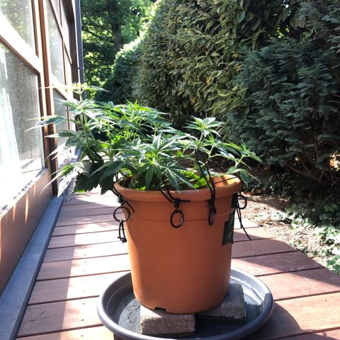 Royal Haze Automatic growlog timeline photo