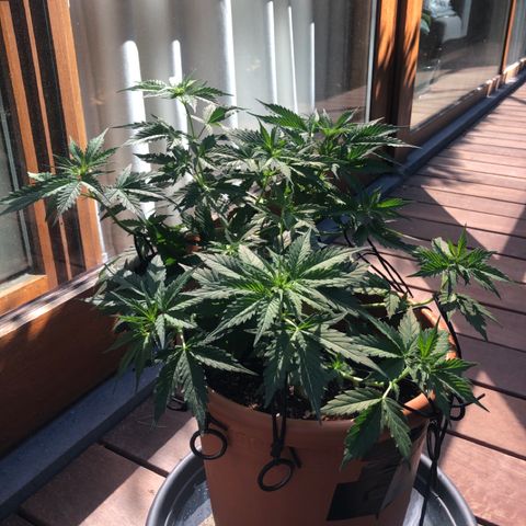 Royal Haze Automatic growlog timeline photo