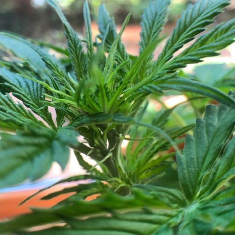 Royal Haze Automatic growlog timeline photo