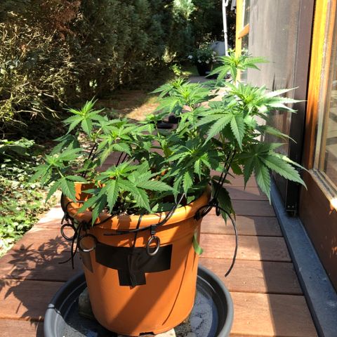 Royal Haze Automatic growlog timeline photo